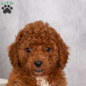 Tricia F1B, Cavapoo Puppy